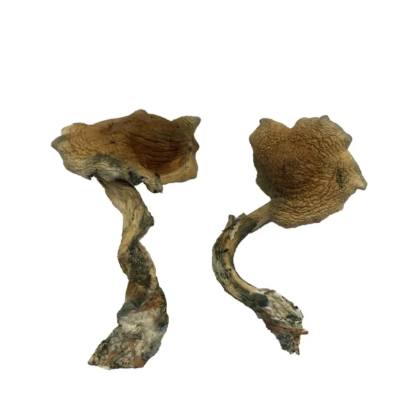 Buy-Alacabenzi-Magic-Mushroom