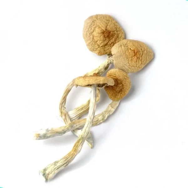 Golden Teacher Magic Mushroom: